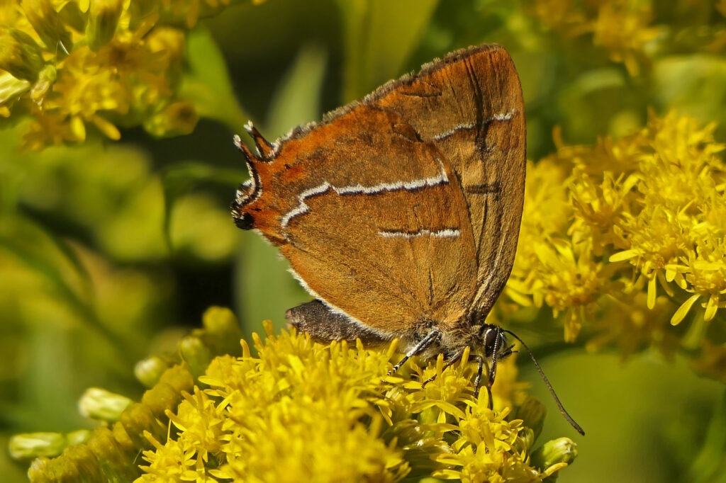 Thècle du bouleau (Thecla betulae)