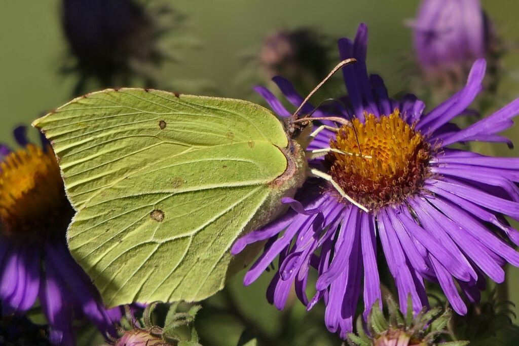 Citron (Gonepteryx rhamni)