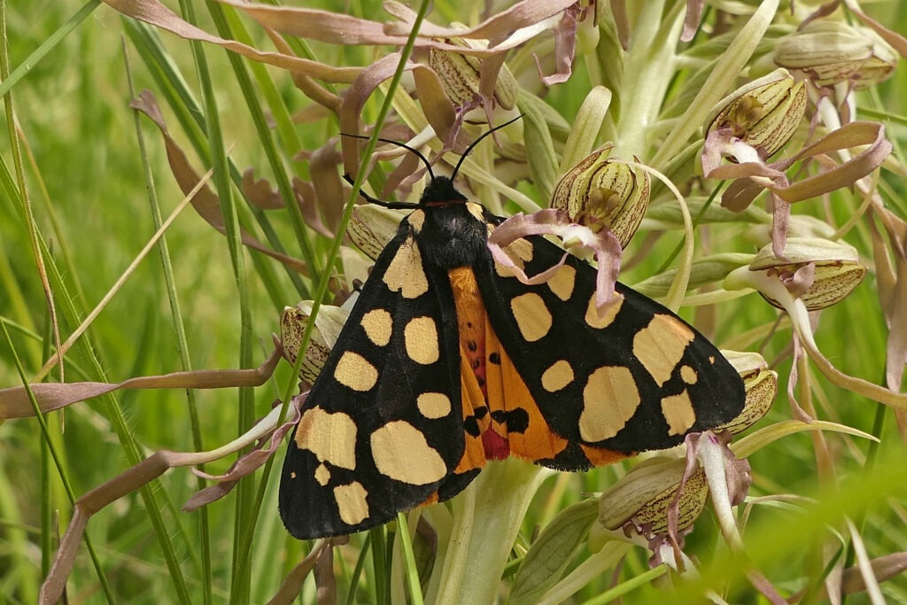 Ecaille fermière  (Arctia villaca) 