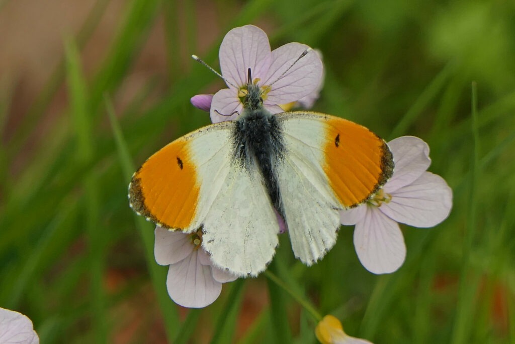 Aurore mâle (Antocharis cardamines)