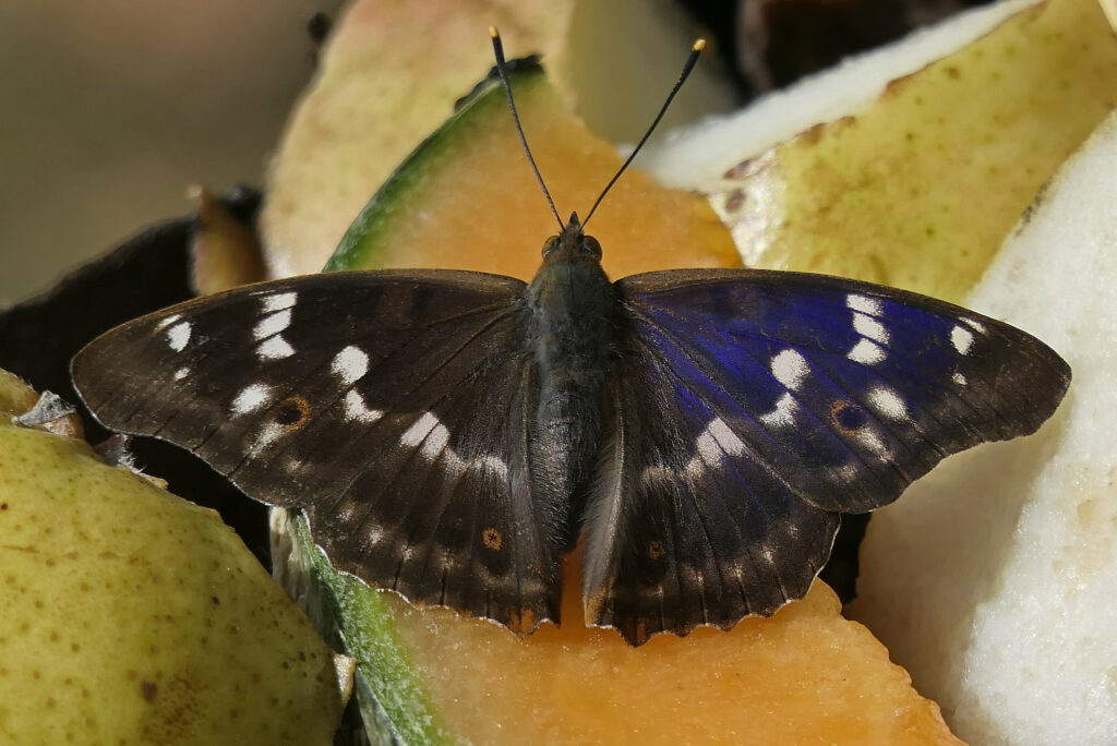Petit Mars changeant (Apatura ilia)