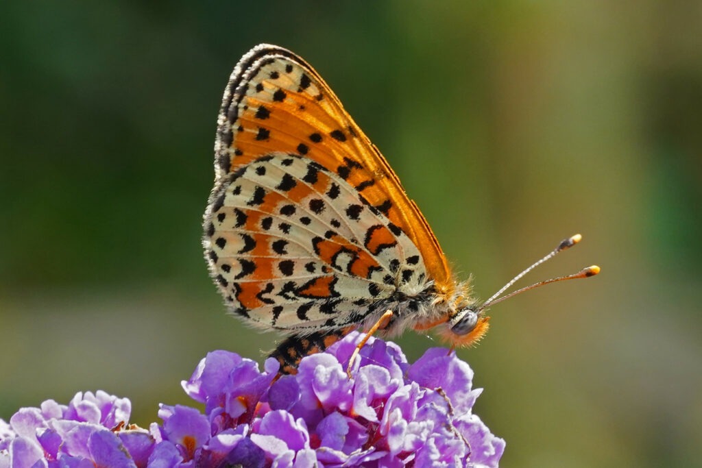 Melitée orangée mâle (Melitaea didyma)