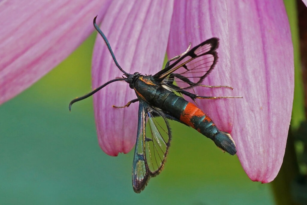 Sésie du néflier (Synanthedon stomoxiformis)