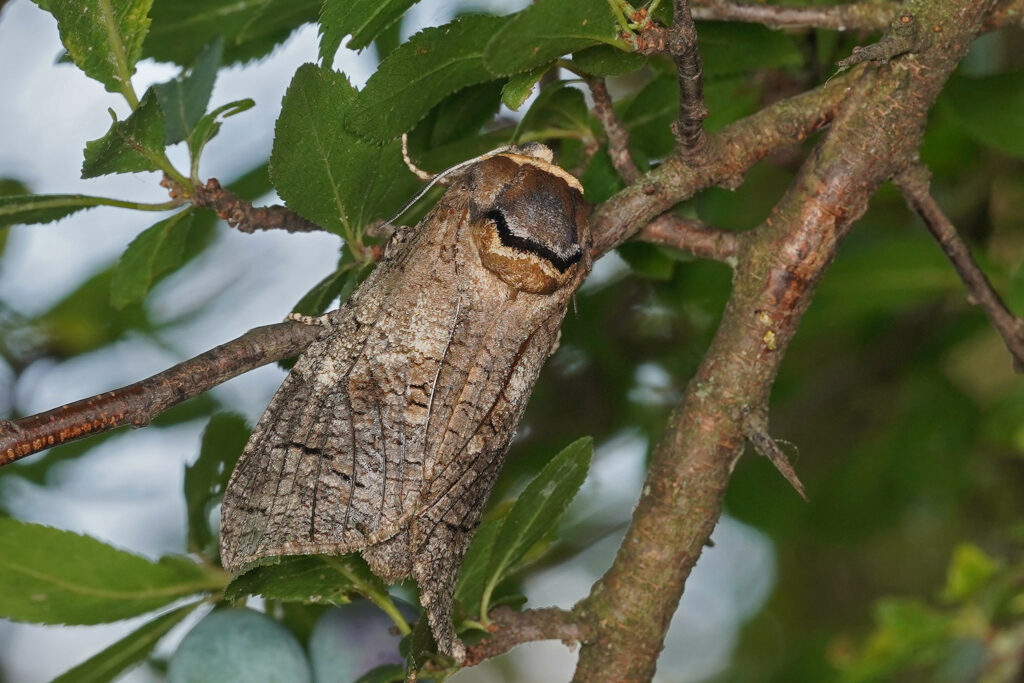 Cossus gâte-bois (Cossus cossus)