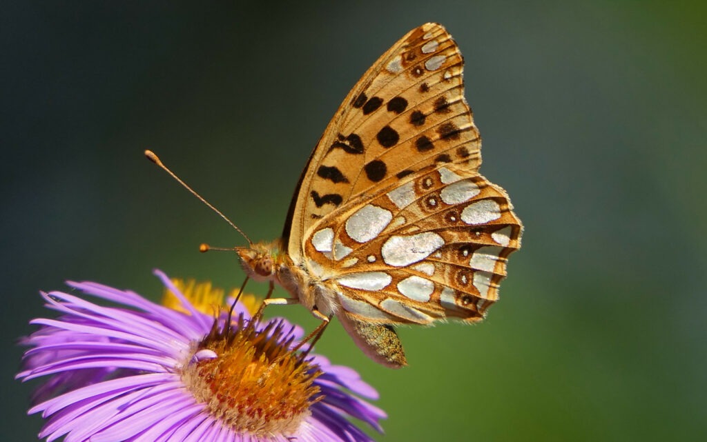 Petit nacré (Issoria lathonia)
