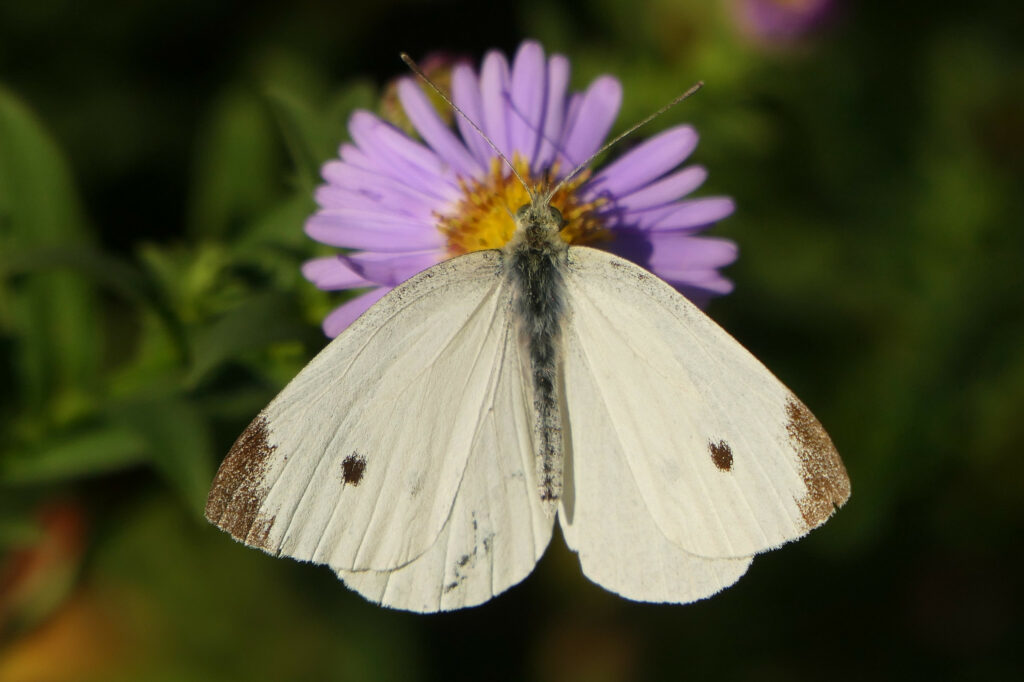 Piéride de la rave (Pieris rapae)
