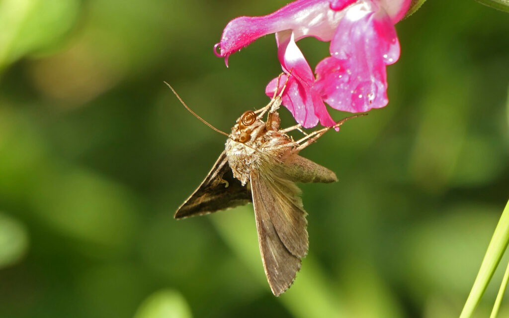 Gamma (Autographa gamma)