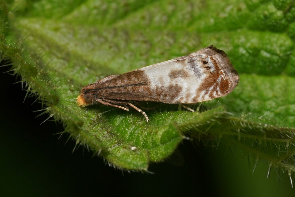 Tordeuse du rosier (Notocelia cynosbatella)