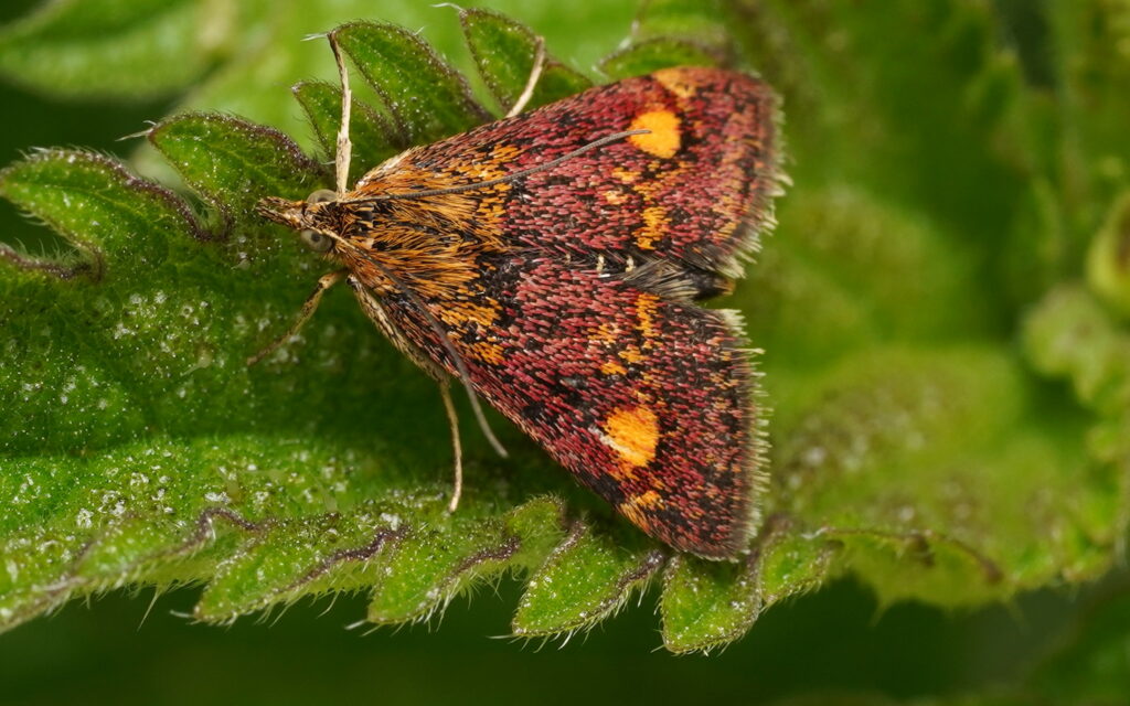 Pyrale de la menthe (Pyrausta aurata)