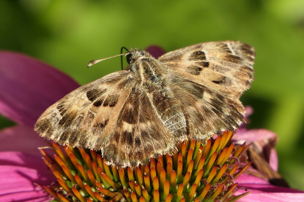 Hespérie de l'Alcée (Carcharodus alceae)