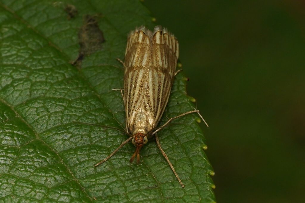 Crambus mordoré (Chrysocrambus linetella)