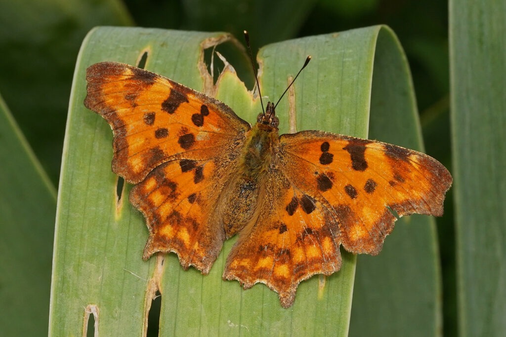 Robert-le-Diable (Polygonia c-album)