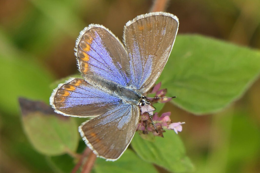 Azuré des coronilles