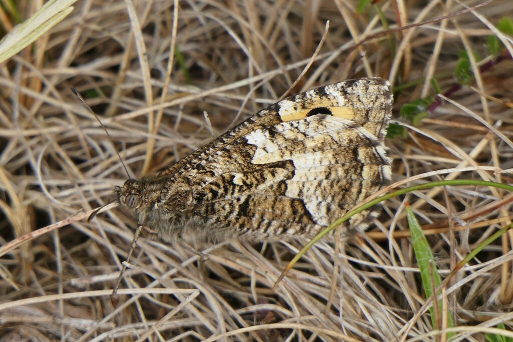Agreste (Hipparchia semele)