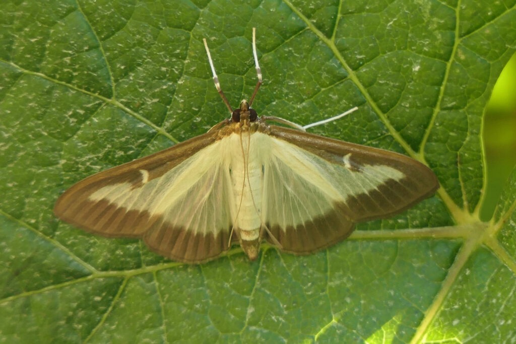Pyrale du buis (Cydalima perspectalis)