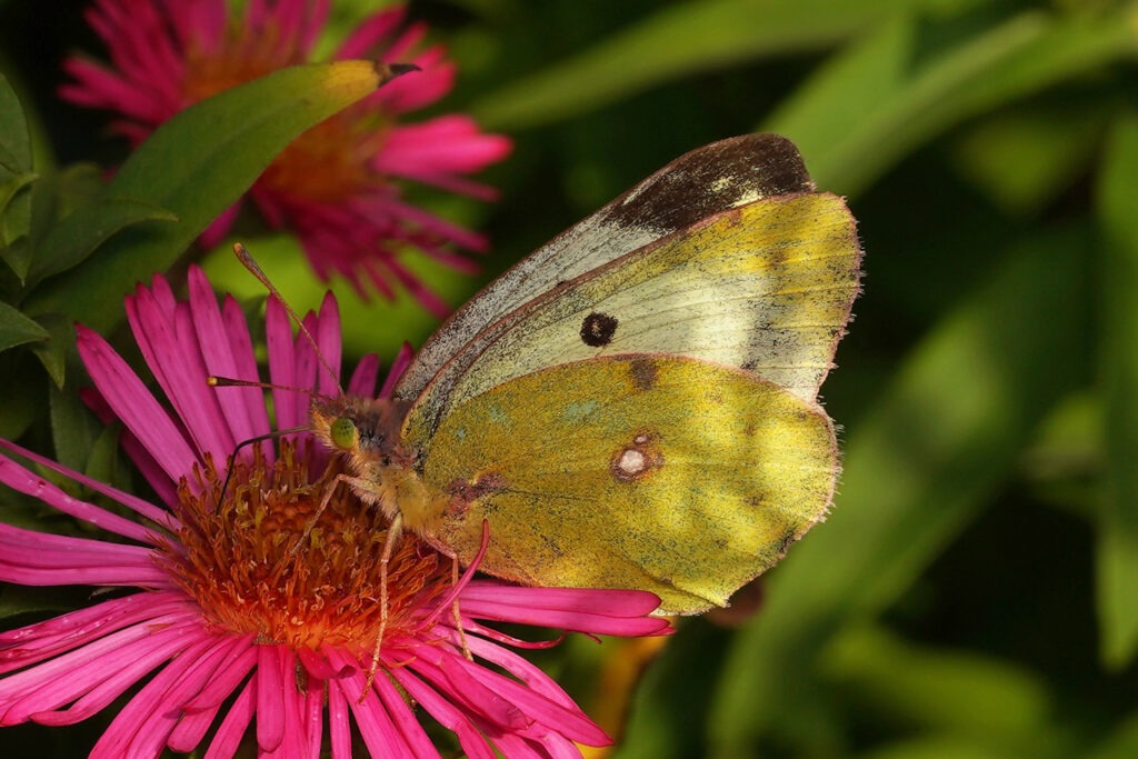 Souci (Colias crocea)