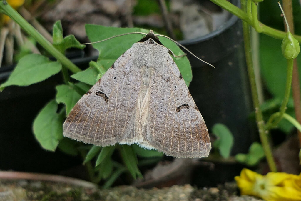 Ophiuse des pois à crapauds (Lygephila craccae)