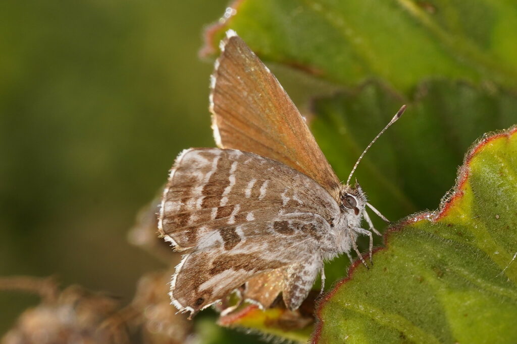 Brun des pélargoniums