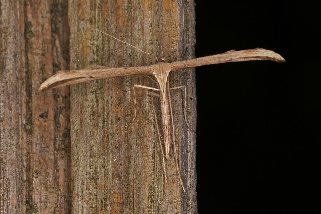 Ptérophore du liseron (Emmelina monodactyla)