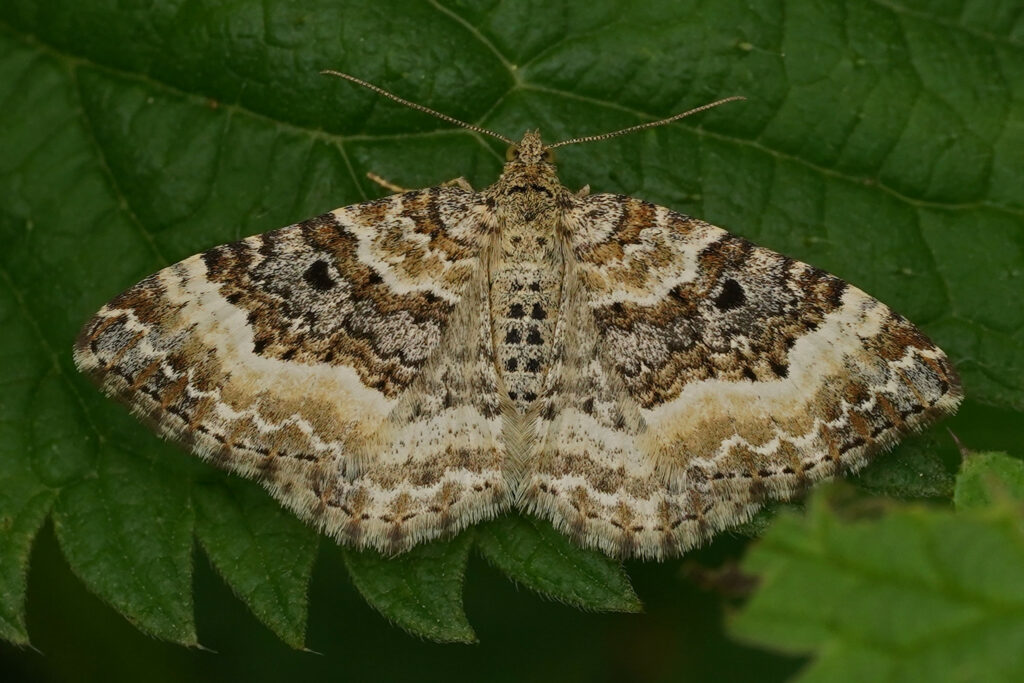 L'alternée (Epirrhoe alternata)