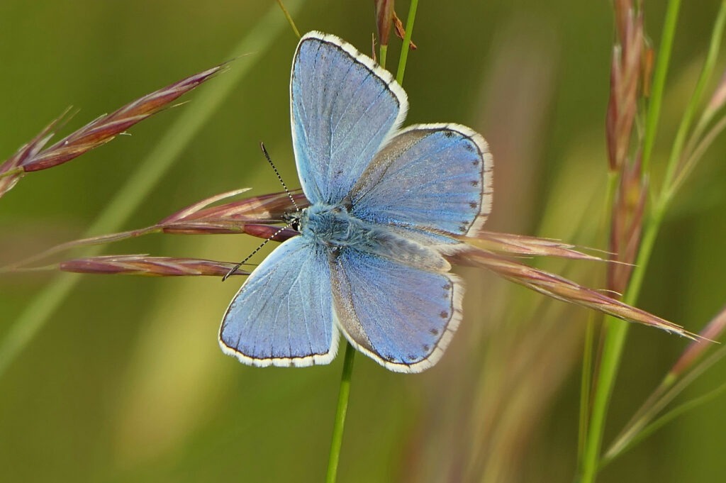 Azuré bleu céleste