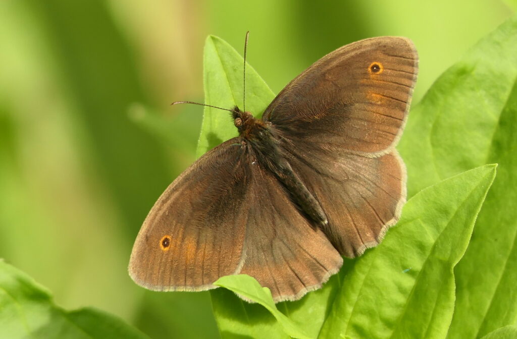 Myrtil  (Maniola jurtina)