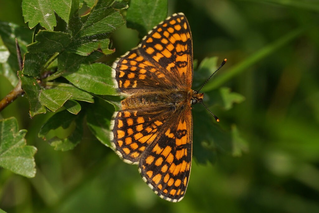 Mélitée du Mélampyre (Melitaea athalia)