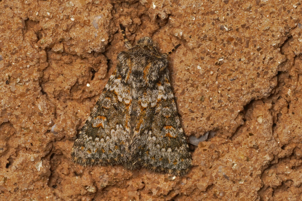 Noctuelle dysodée (Hecatera dysodea)