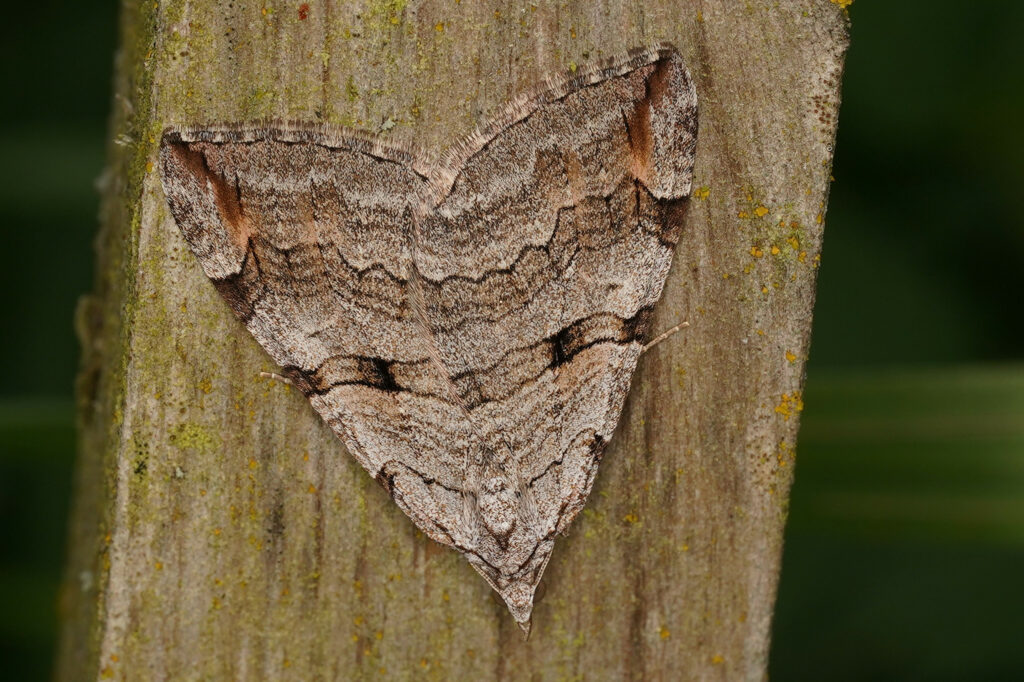Triple raie (Aplocera plagiata)