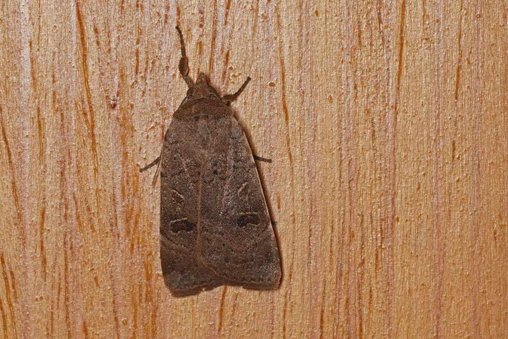 Hulotte (Noctua comes)