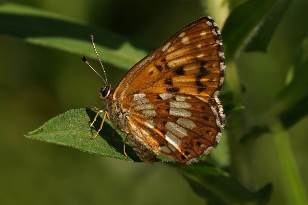 Lucine (Hamearis lucina)