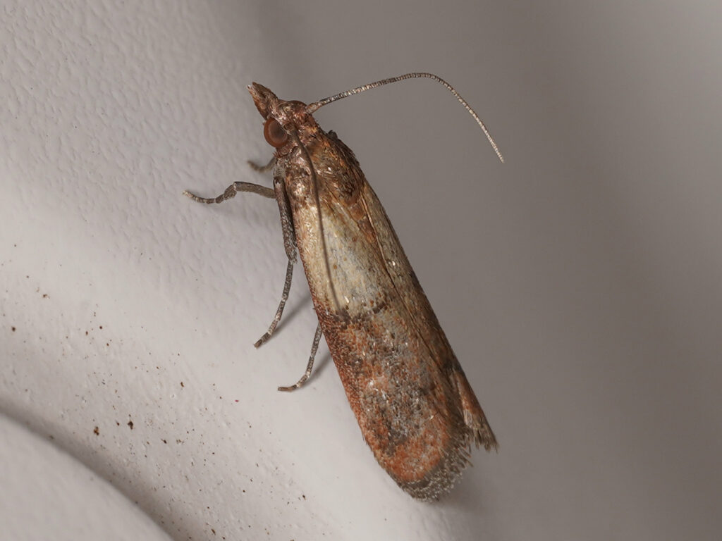 Pyrale indienne (Plodia interpunctella)