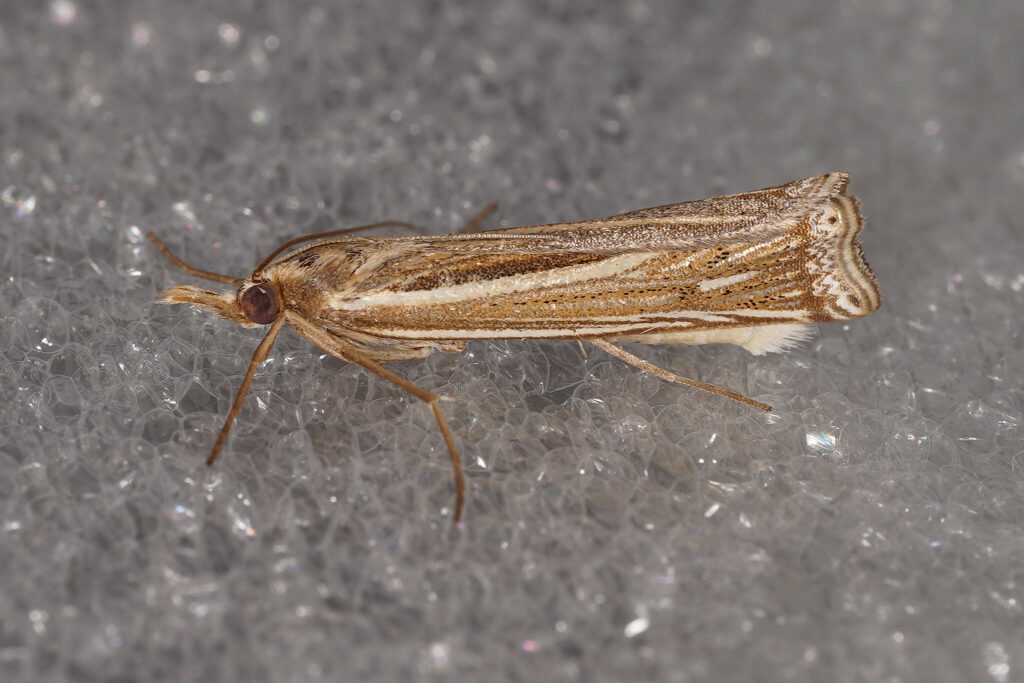 Ancylolome commun (Ancylolomia tentaculella)