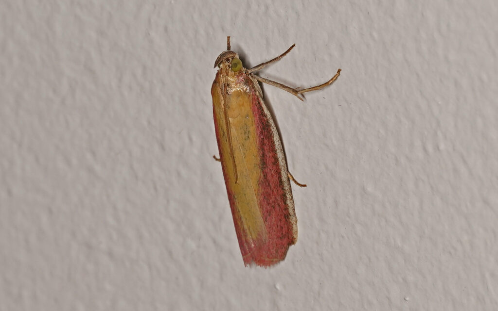 Phycide incarnat (Oncocera semirubella)