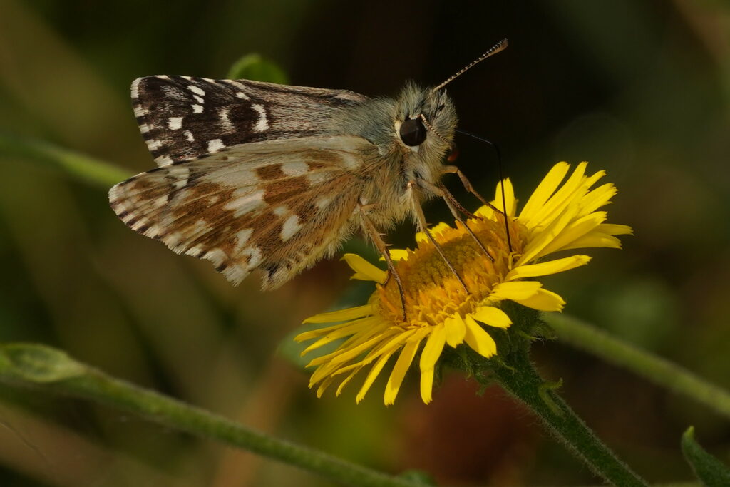 Hespérie des potentilles (Pyrgus armoricanus) 