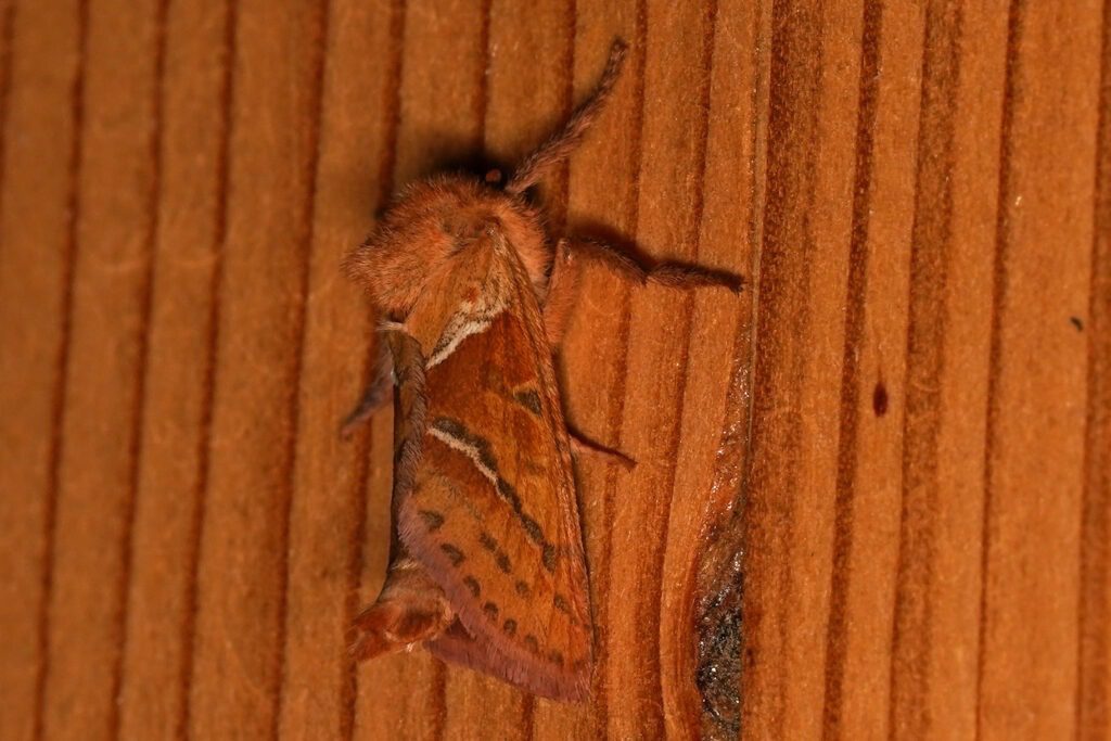 Sylvine (Triodia sylvina)