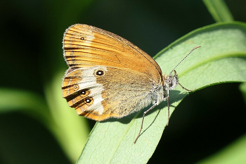 Céphale (Coenonympha arcania)