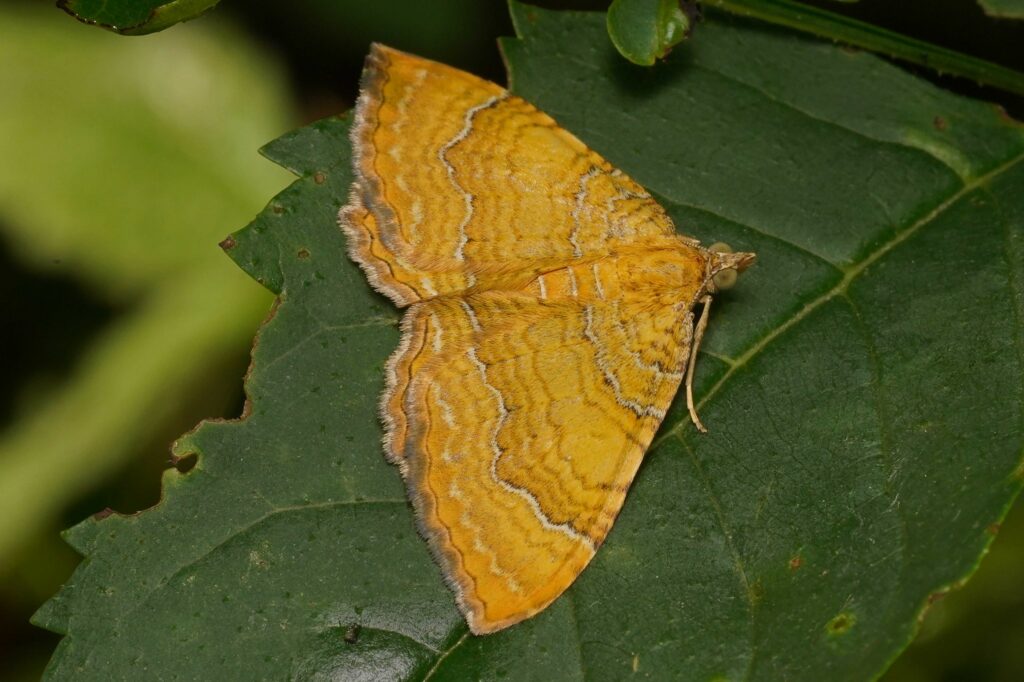 Brocatelle d'or