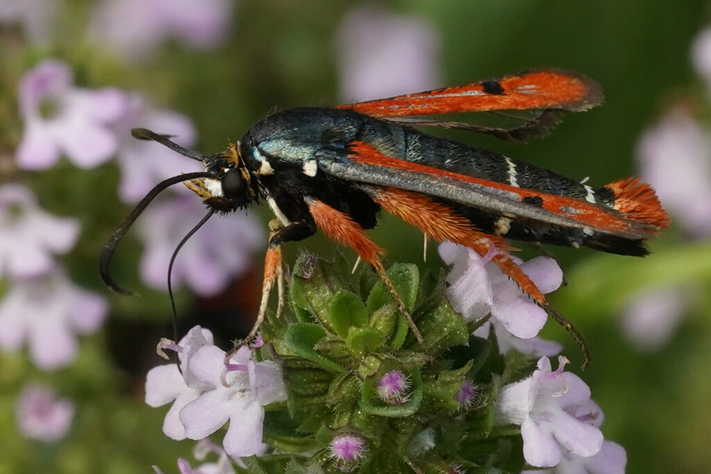 Sésie de l’oseille (Pyropteron chrysidiformis)