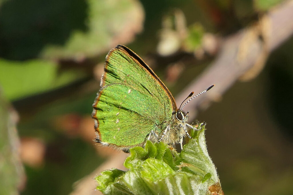Thécle de la ronce (Callophrys rubi)