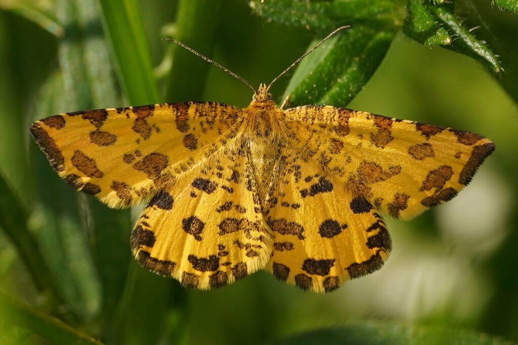 Panthère (Pseudopanthera macularia)