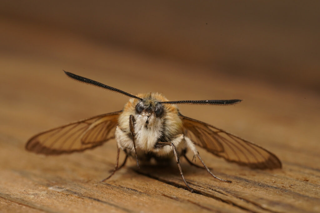 Sphinx bourdon (Hemaris tityus)