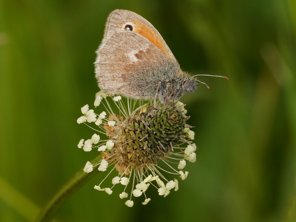 Fadet commun (coenonympha pamphilus) 