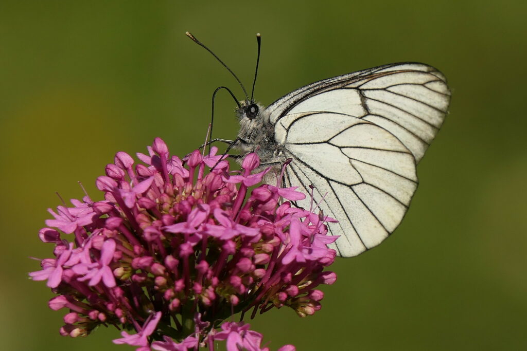 Gazé (Aporia crataegi)