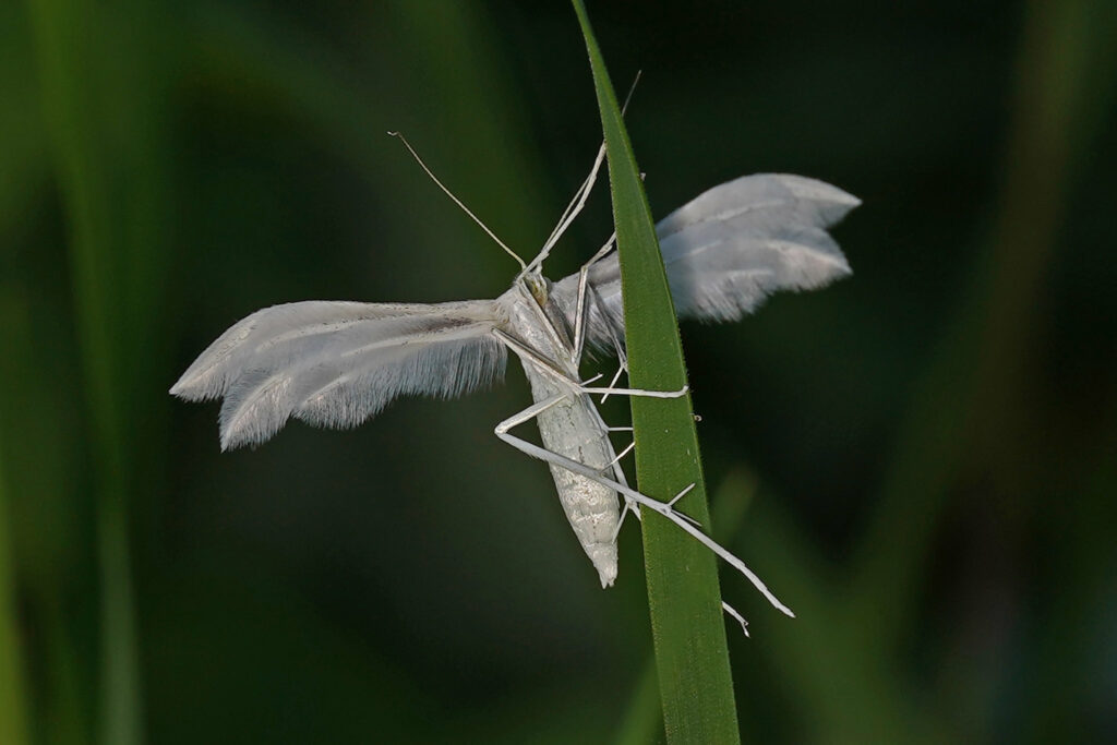 Ptérophore blanc (Pterophorus pentadactyla)