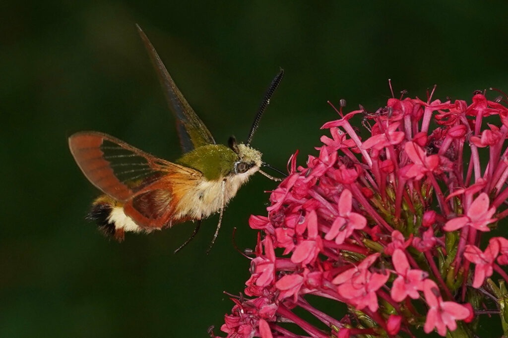Sphinx gazé (Hemaris fuciformis)