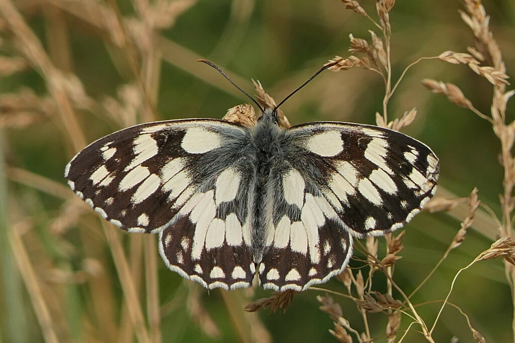 Demi deuil (Melanargia galathea)