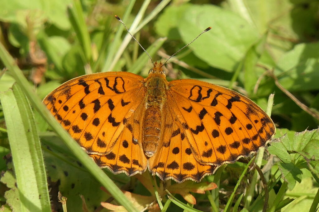 Nacré de la ronce (Brenthis daphne)