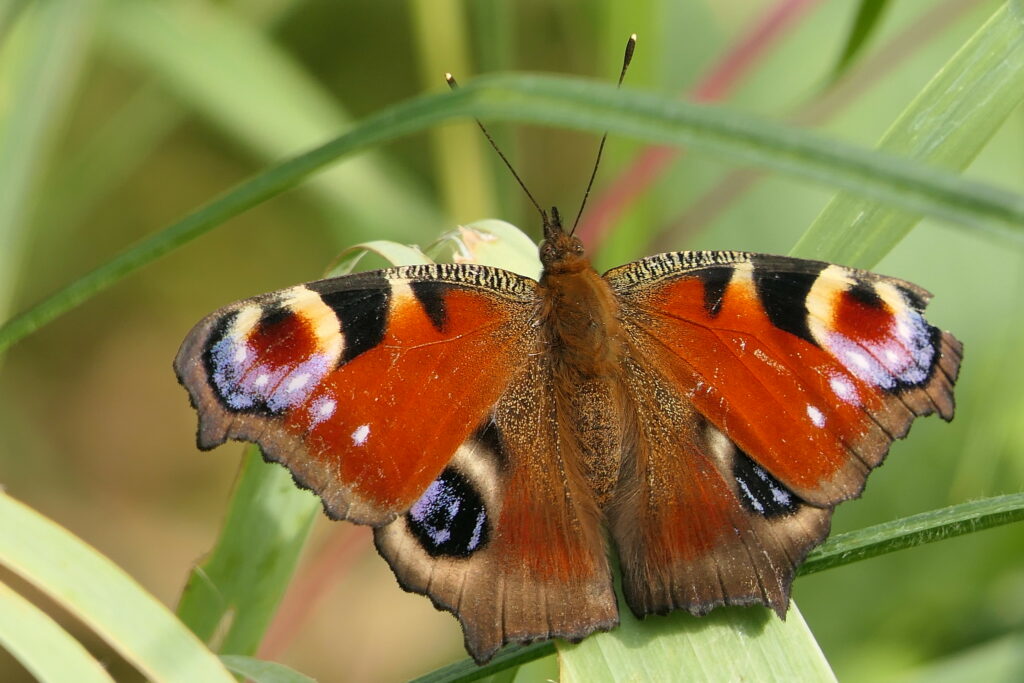 Paon du jour (Aglais io)
