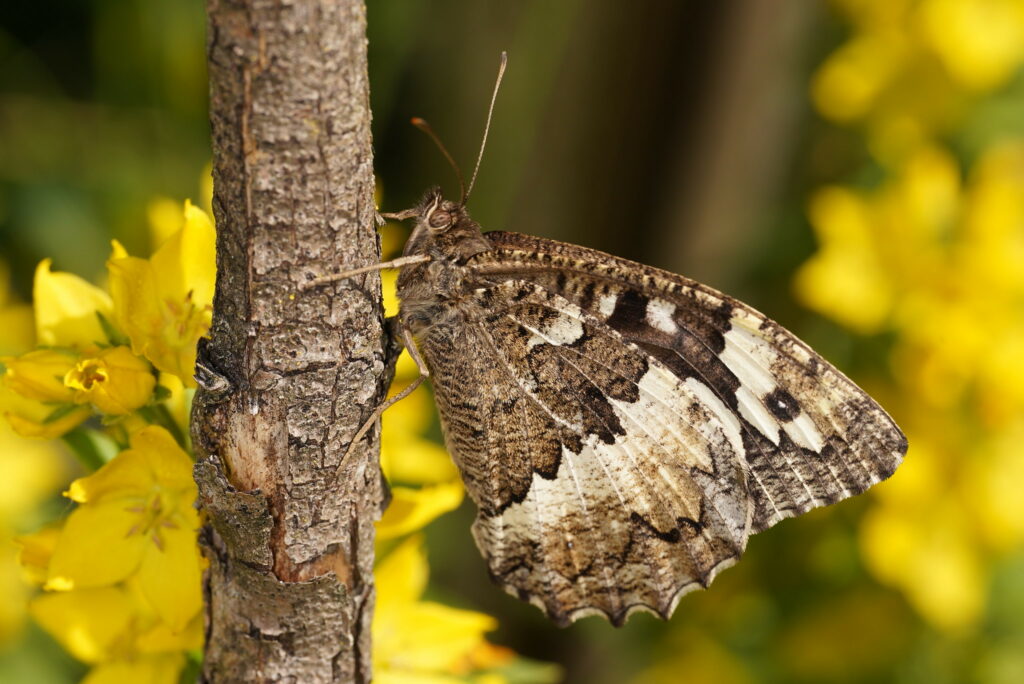 Silène (Brintesia circe)